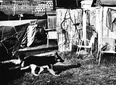 cane tra le cabine sulla spiggia