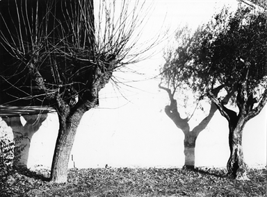 ombre di alberi sul muro