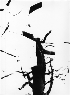 rami su sfondo bianco