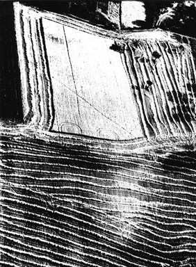 Paesaggio aereo - campo mietuto - mietitura - fieno - trattore - trebbiatrice - alberi