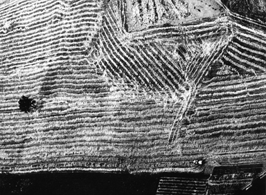 campo mietuto albero trattore