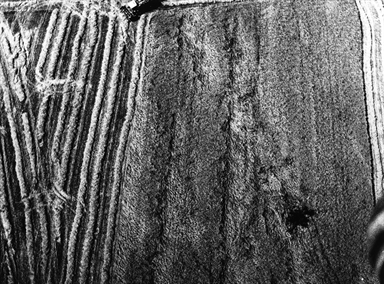 trattore miete il campo