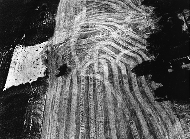 campi mietuti e ombre di alberi