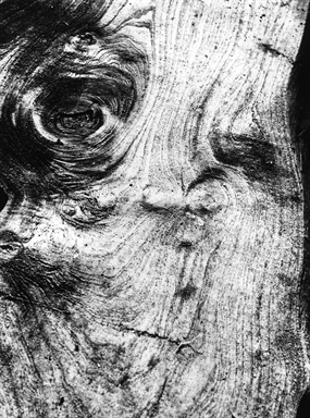 volto umano nella sezione dell'albero