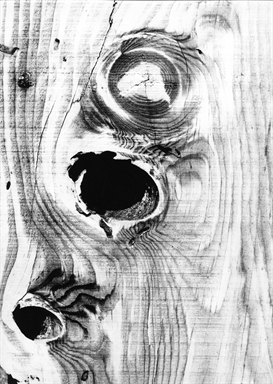 sezione dell'albero