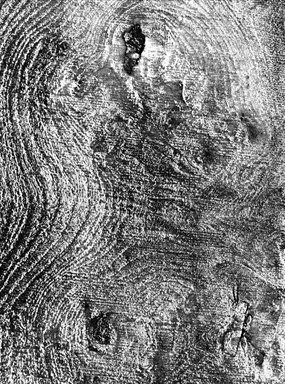 sezione dell'albero