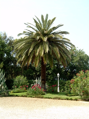 Giardino di Villa Almagià