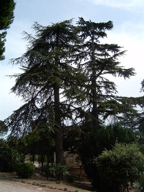 Parco di Villa Conti