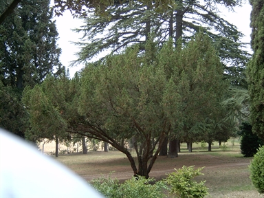 Parco di Villa Conti