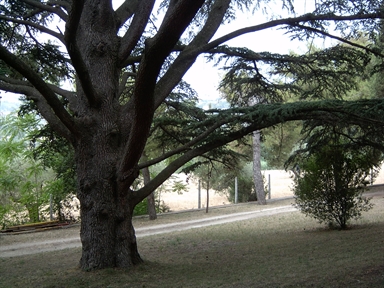 Parco di Villa Conti