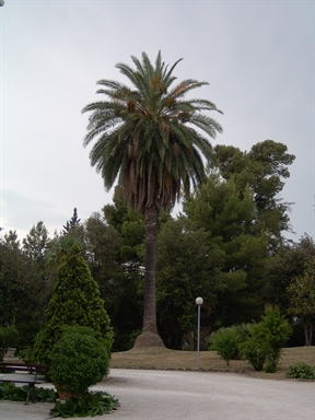 Parco di Villa Conti