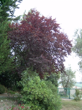 Parco di Casino Nobili
