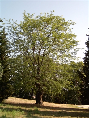 Parco di Villa Bartolazzi