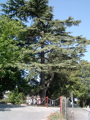 Parco di Villa Cozza