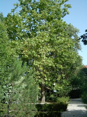 Parco di Villa Collio Pagani