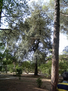 Parco di Villa Collio Pagani