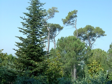 Parco di Villa S. Antonio