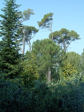 Parco di Villa S. Antonio