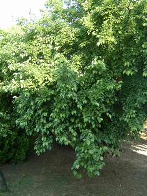 Parco di Villa S. Antonio