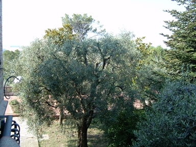 Parco di Villa S. Antonio