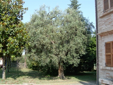 Parco di Villa S. Antonio