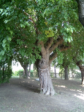 Parco di Villa S. Antonio