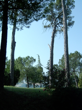 Parco di Villa S. Antonio