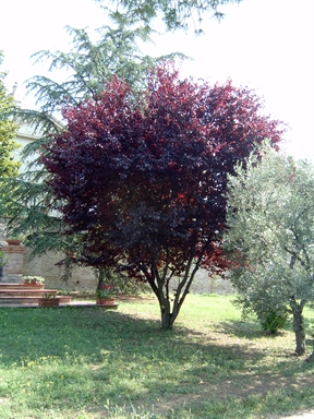 Parco di Villa S. Antonio