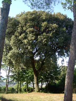 Parco di Villa Garulli