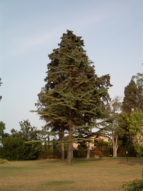 Parco di Villa S. Nicolino