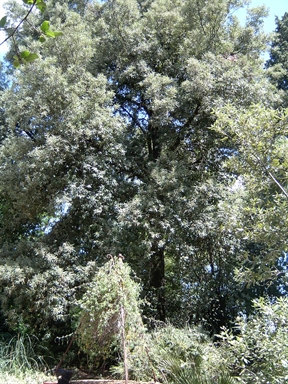 Parco di Villa Antonella