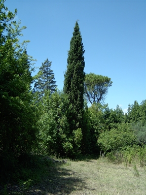 Parco di Villa Antonella