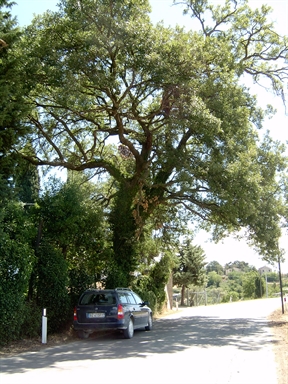 Parco di Villa Antonella
