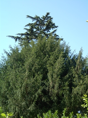 Parco di Villa Lazzarini