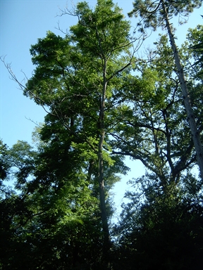 Parco di Villa Lazzarini