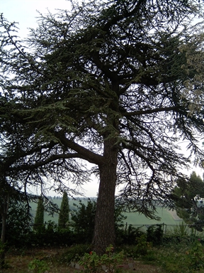 Parco di Villino Solanelli