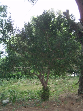 Parco di Villino Solanelli
