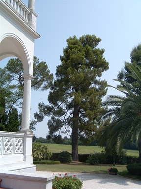Giardino di Villa Carbonari
