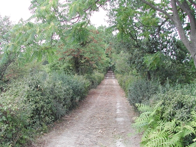 Giardino di Villa Monnece