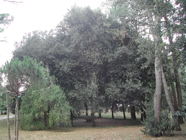 Parco di Villa Due Pini