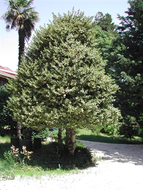 Giardino di Villa Irene