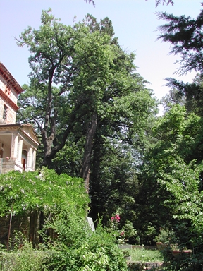 Giardino di Villa Irene