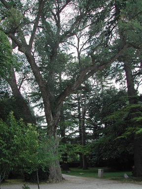 Giardino del Palazzo Bandini