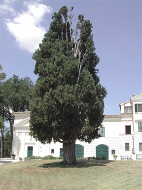 Parco di Villa Cimarella