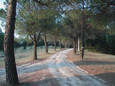 Parco di Villa Compagnucci-Compagnoni