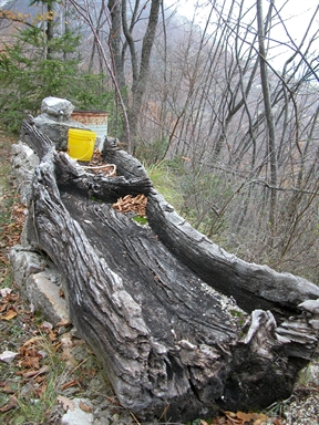 Fonte del Pantano, Massaprofoglio, Muccia, MC - Fonte orale: Terapeutica, Sorgente