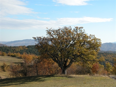 Quercia Tonna, Bisio, Sarnano, MC - Fonte orale: Luoghi dell'Immaginario, Ricerca del tesoro