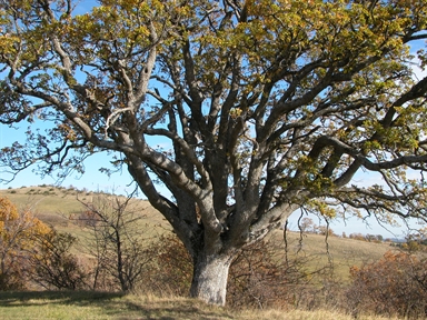 Quercia Tonna, Bisio, Sarnano, MC - Fonte orale: Luoghi dell'Immaginario, Ricerca del tesoro