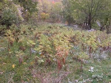 Saliere, Casali, Ussita, MC - Fonte orale: Civile, Attività pastorale