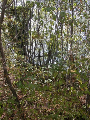 San Rocco, Marnacchia, Amandola, FM - Fonte orale: Religiosa, Ciclo dell´anno